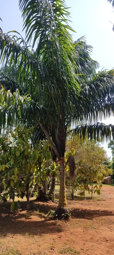 Foto de Bacaba-de-leque
