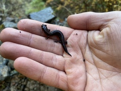 Plethodon elongatus