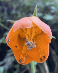 Nasa grandiflora