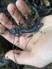 Aneides klamathensis