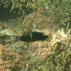 Chrysiptera biocellata