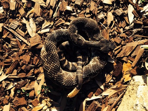 iNaturalist observation photo of Southern Pacific Rattlesnake