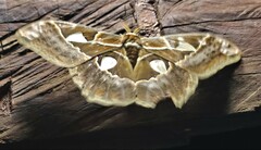 Rothschildia lutea