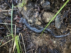 Aneides klamathensis