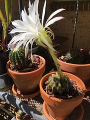 Echinopsis