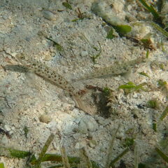 Vanderhorstia ornatissima