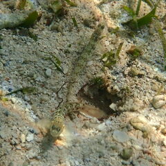 Vanderhorstia ornatissima