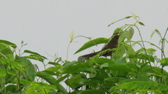 Ramphocelus carbo