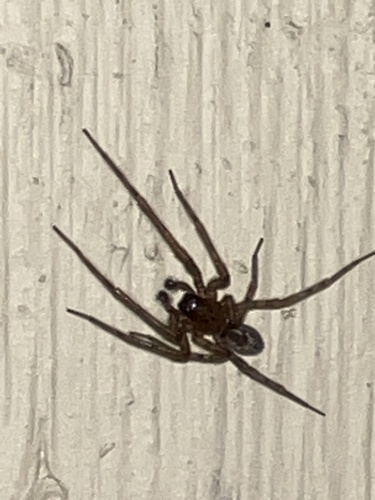 Lace-Weaver Spider, 158 St, Surrey, BC, CA, photo 7 of 10