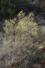 Spiraea hypericifolia
