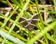 Grammodes