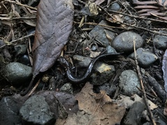 Plethodon elongatus
