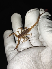 Centruroides elegans