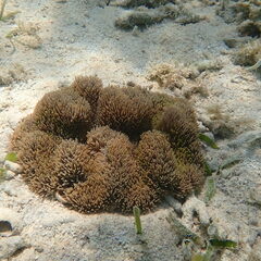 Stichodactyla gigantea