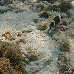 Amphiprion akindynos