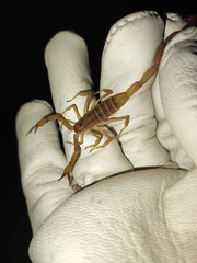 Centruroides elegans