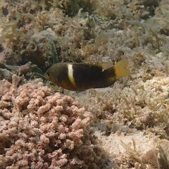 Chrysiptera biocellata