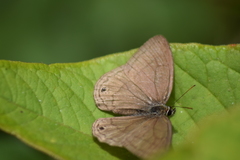 Cissia