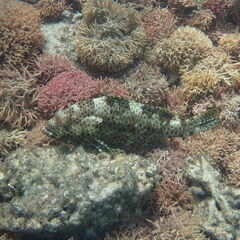 Epinephelus maculatus