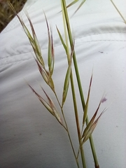 Rytidosperma caespitosum