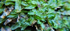 Pallavicinia lyellii