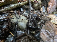 Plethodon elongatus