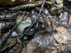 Plethodon elongatus