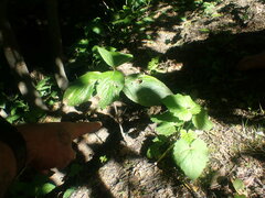 Viburnum rhytidophyllum