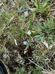 Gentiana sedifolia