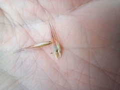 Rytidosperma caespitosum