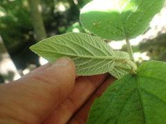 Viburnum rhytidophyllum