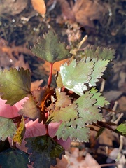 Trapa natans bispinosa