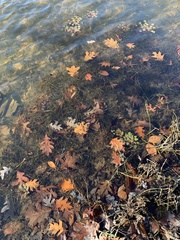 Trapa natans bispinosa