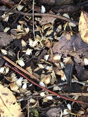 Elaeocarpus dentatus