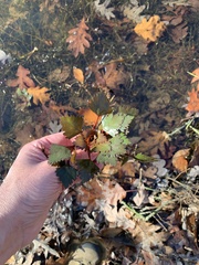 Trapa natans bispinosa