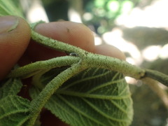 Viburnum rhytidophyllum