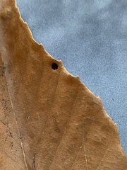 Phyllonorycter maestingella