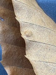 Phyllonorycter maestingella