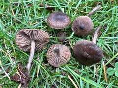 Inocybe lacera
