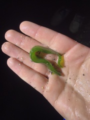 Apodichthys flavidus