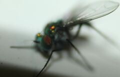 Condylostylus mundus