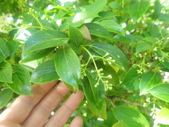 Viburnum erubescens