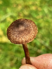 Inocybe lacera