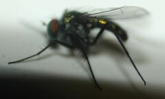 Condylostylus mundus