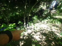 Viburnum rhytidophyllum