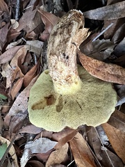 Suillus caerulescens