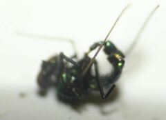 Condylostylus armipes
