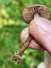 Inocybe lacera