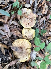 Suillus caerulescens