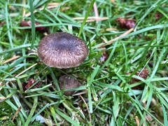 Inocybe lacera